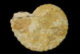 Pliensbachian Ammonite (Tragophyloceras) Fossil - France #152746-1